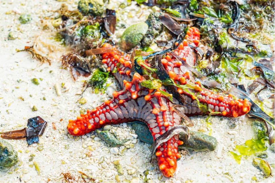 starfish ปลาดาว ทะเล